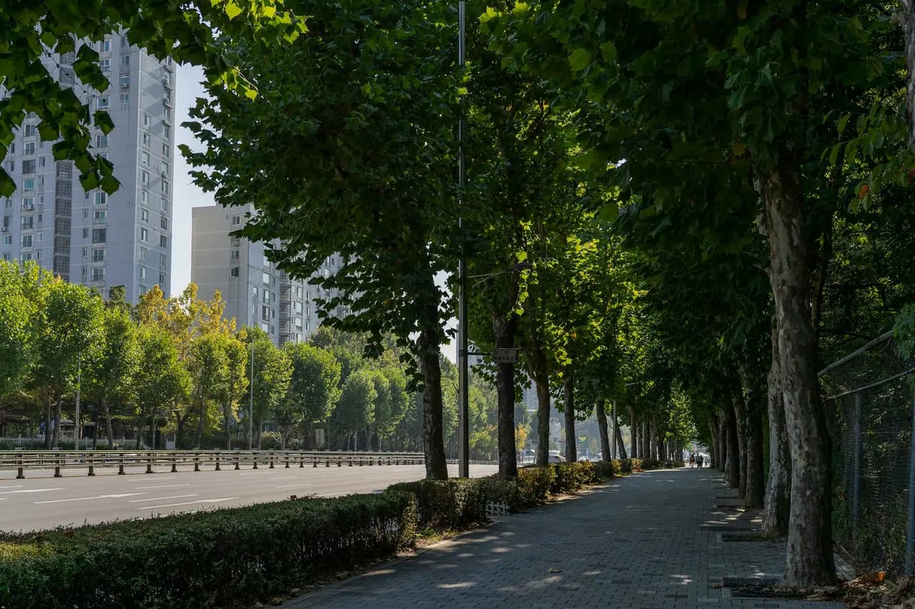 Avenida com faixa exclusiva de ônibus e ciclovia arborizada