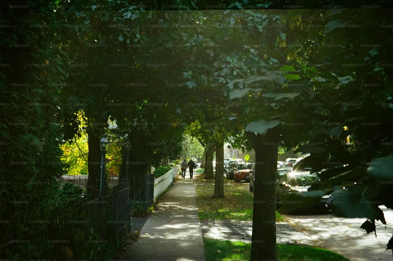 Rua arborizada em bairro residencial